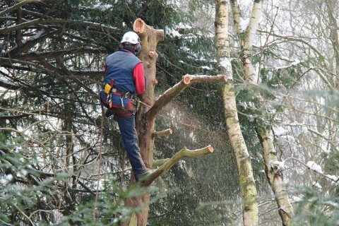 Élagage d'arbres et étêtage de sapin par élagueur cordiste à Tournus