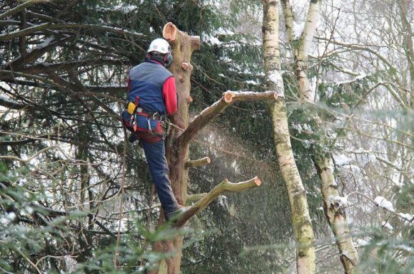 Professionnel pour l’abattage d’un arbre de plus de 15 mètres à Tournus