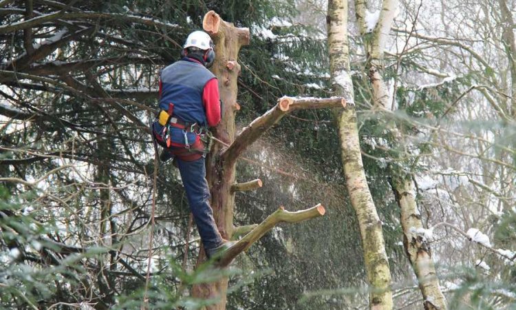 VERT TOURNUS Tournus - Entreprise d’élagage et abattage d’arbre